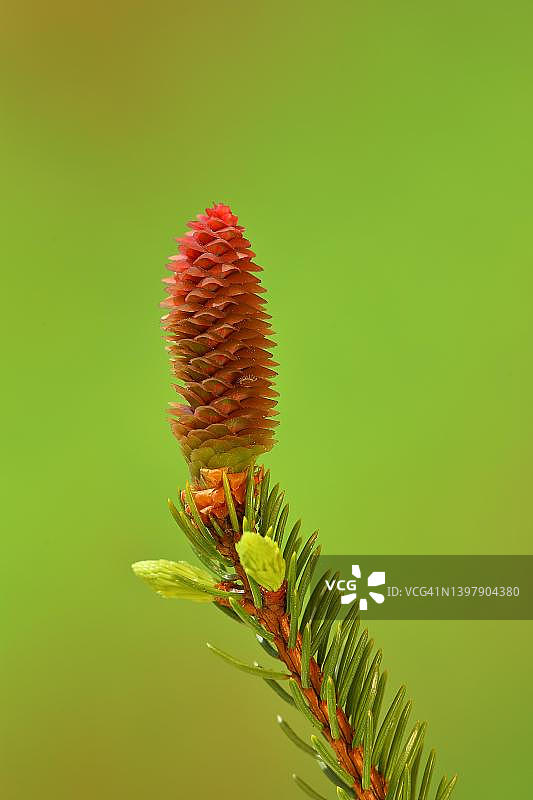 德国北莱茵-威斯特法伦的欧洲云杉图片素材