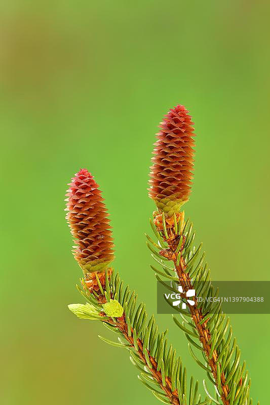 德国北莱茵-威斯特法伦的欧洲云杉图片素材