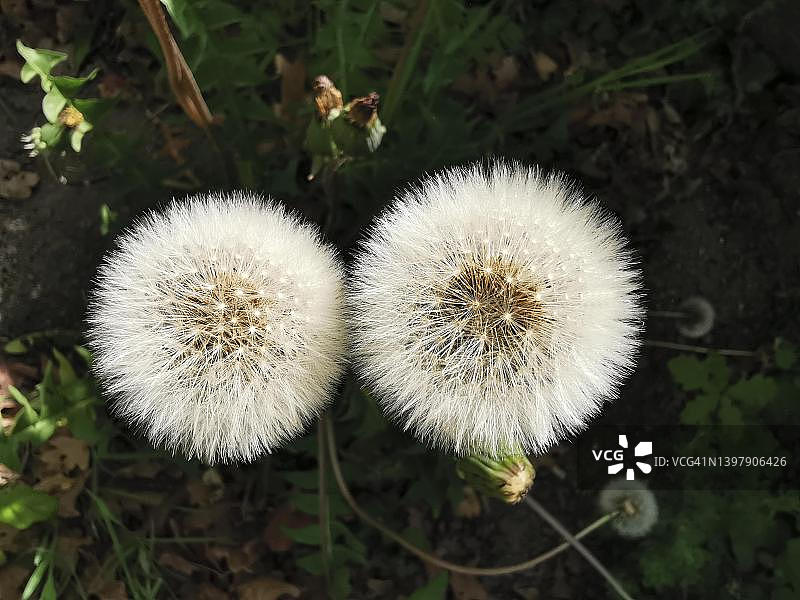 法国自然风光中的蒲公英花图片素材