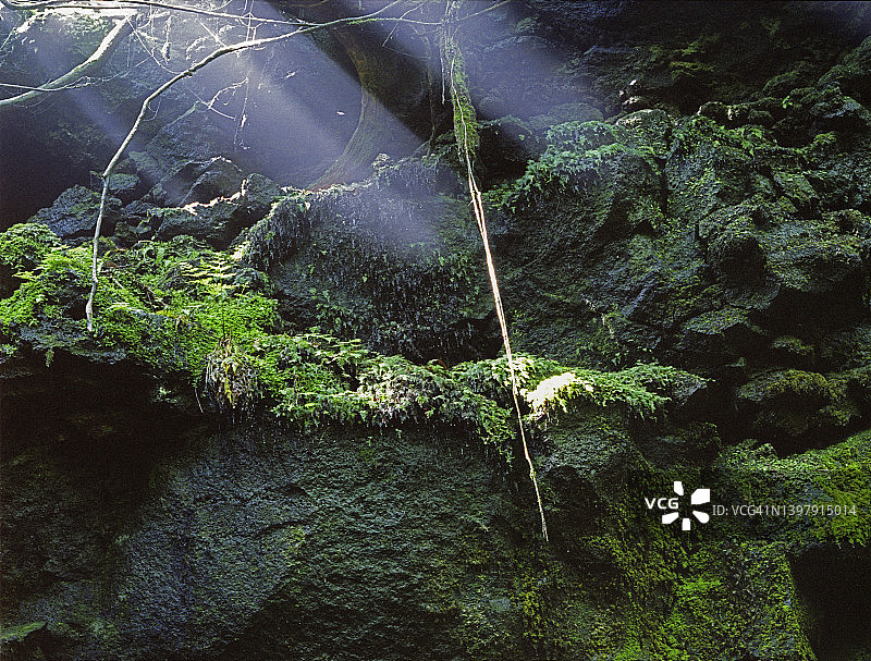 青木原自杀森林图片素材