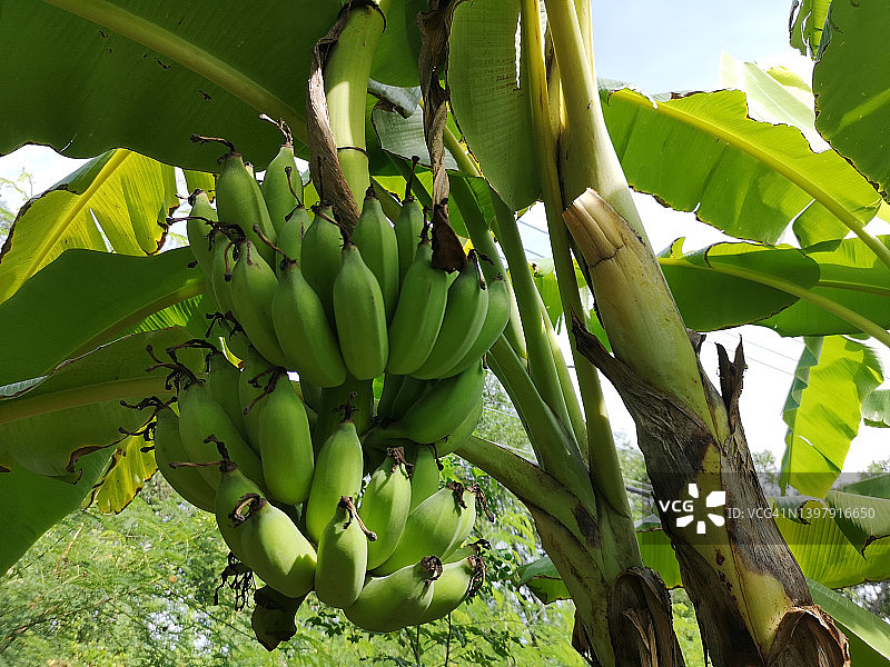 花园背景中的绿色香蕉树图片素材