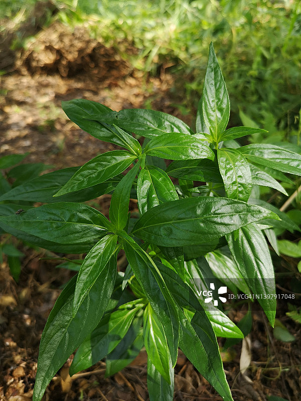 花园中绿叶破碎背景的泰国草药图片素材