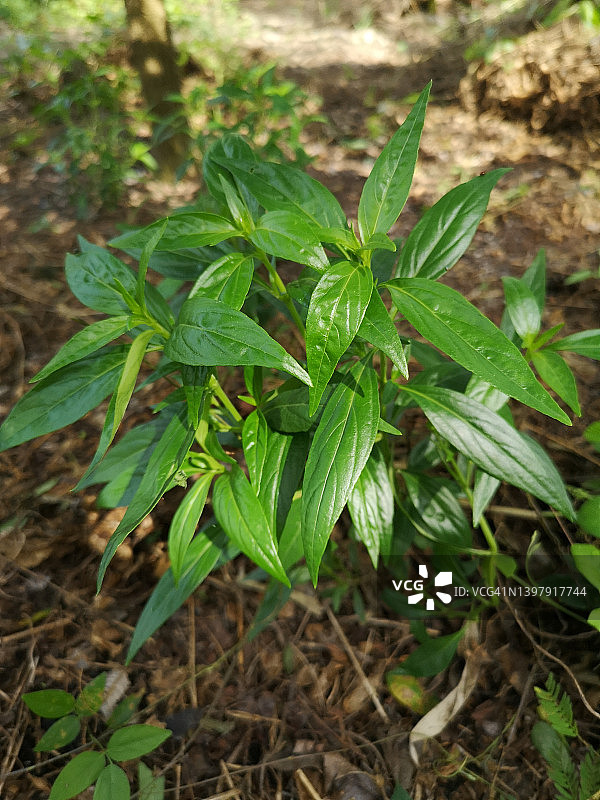 泰国草药穿心莲，花园中可预防新冠的绿色植物图片素材