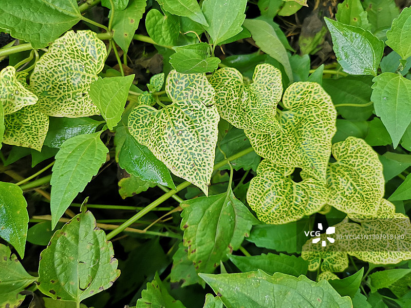 花园里的绿色斑点叶子背景图片素材