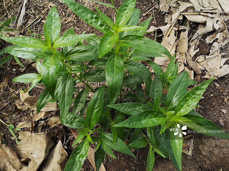 穿心莲，泰国草药，缓解喉咙痛，退烧，绿色蔬菜可预防新冠图片素材