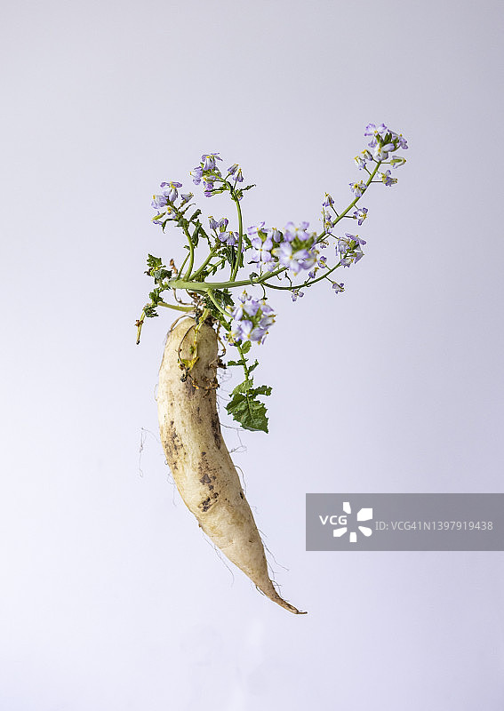 纯色背景上的白萝卜花图片素材