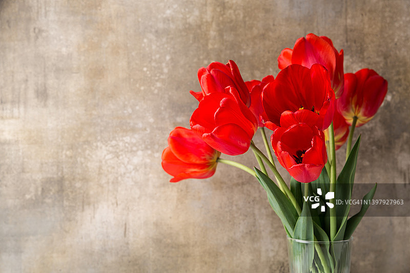 深色背景上的红色郁金香花束，母亲节或妇女节贺卡图片素材