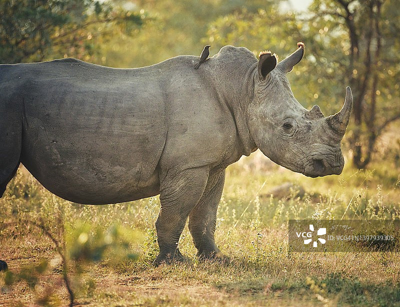 南非晨曦中的野生白犀牛图片素材