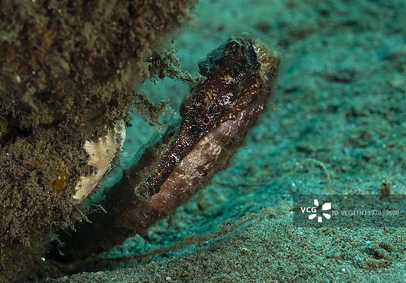 长吻海马图片素材