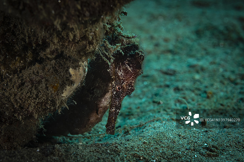 长吻海马图片素材