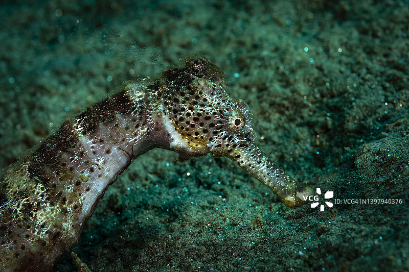 长吻海马图片素材