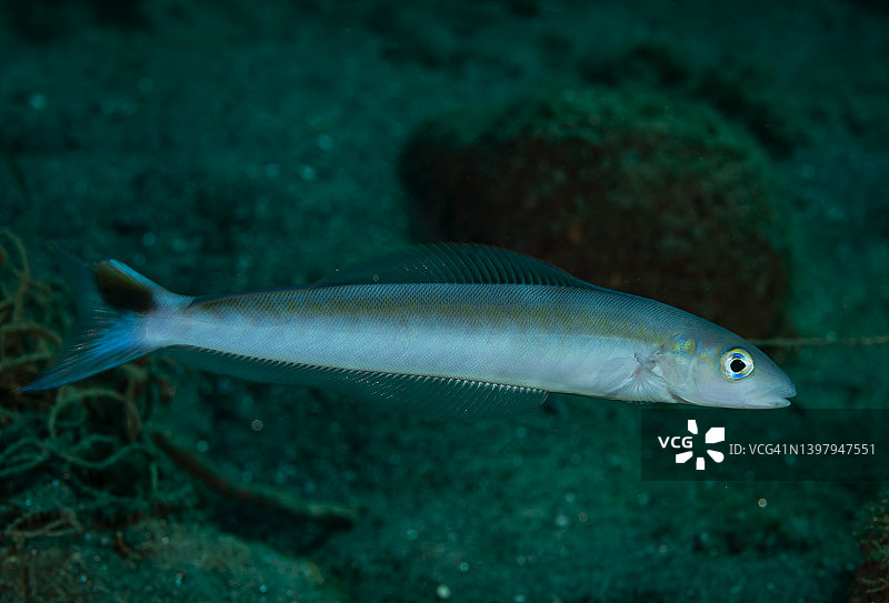 沙栖方头鱼图片素材