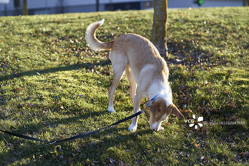 波德戈里察猎犬在公园嗅着草地享受阳光明媚的早晨散步图片素材