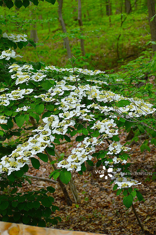 山茱萸树图片素材