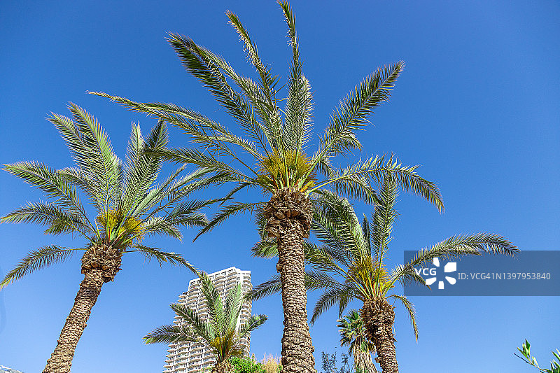 公共公园里的棕榈树，映衬着蓝天，低角度图片素材