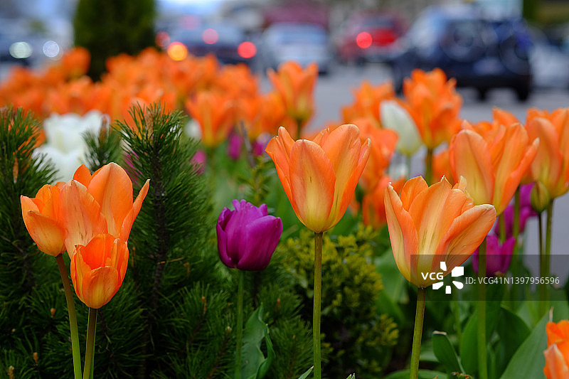 里士满路边的郁金香图片素材