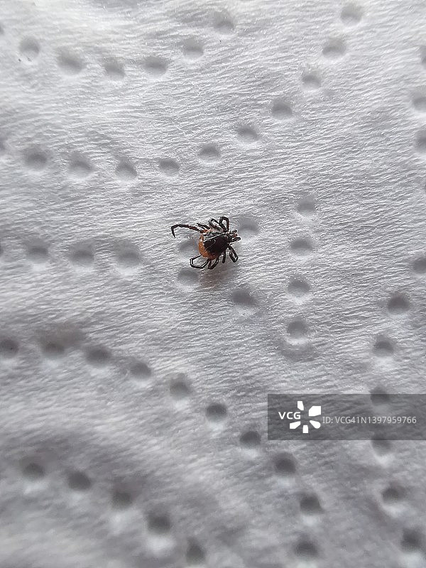 从人体中取出的死蜱虫图片素材