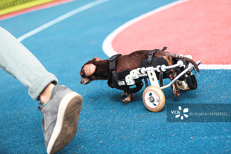 坐轮椅在操场上的残疾巧克力腊肠犬图片素材