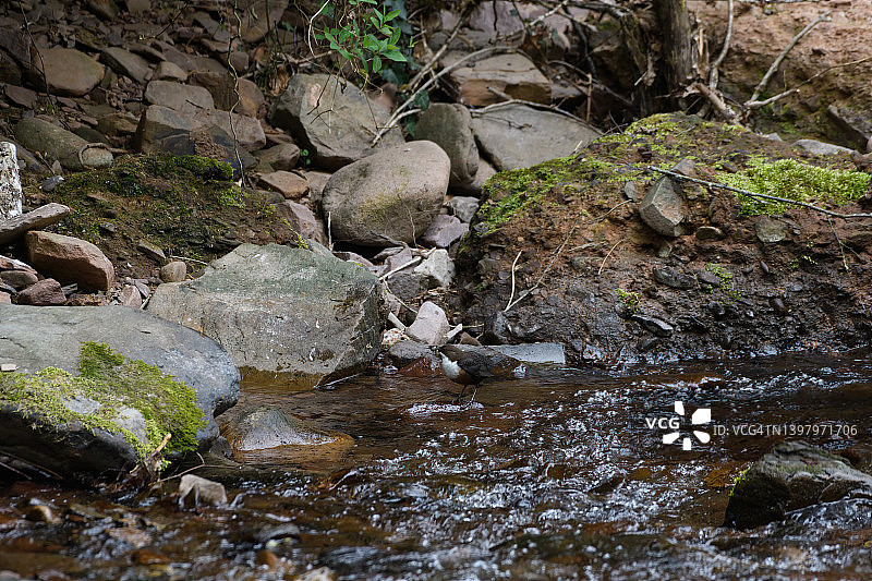 河乌（Cinclus cinclus）嘴里塞满了昆虫图片素材
