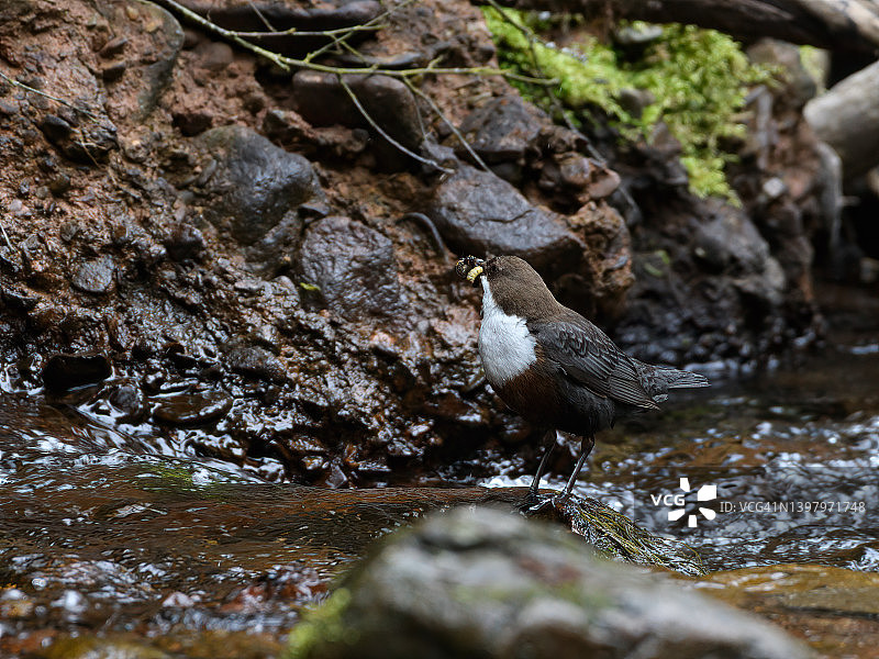 河乌（Cinclus cinclus）嘴里塞满了昆虫图片素材