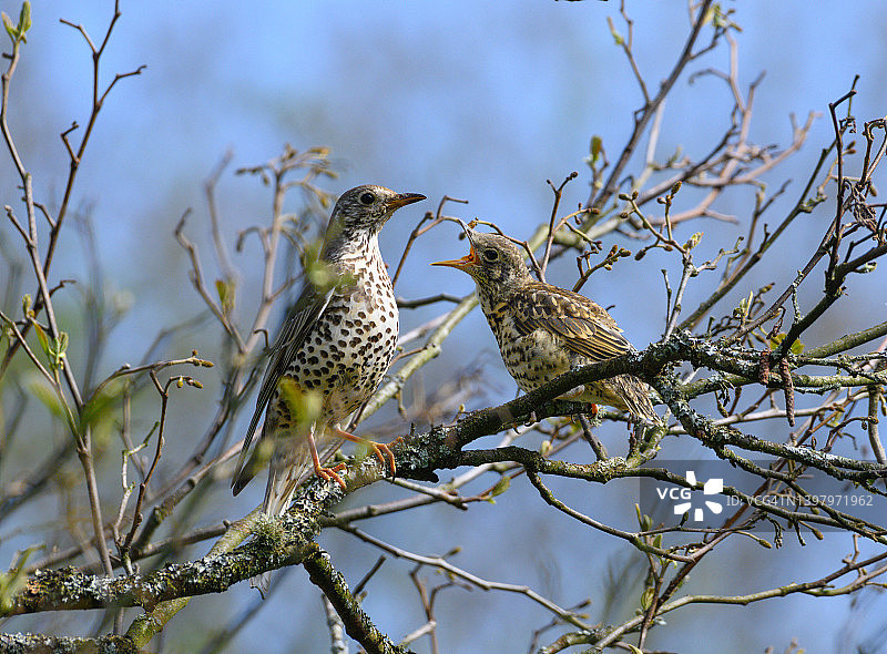 幼年与成年槲鸫图片素材