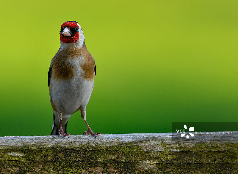 欧亚金翅雀图片素材