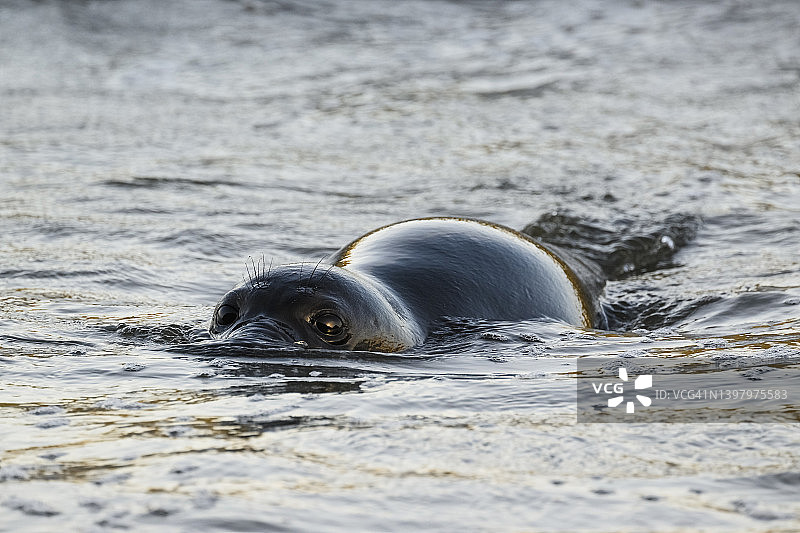 年轻的北方海象图片素材