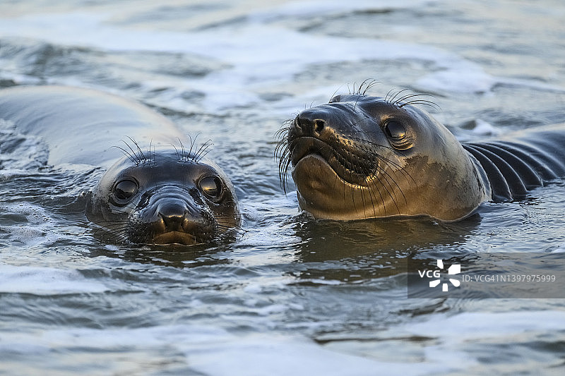 年轻的北方海象图片素材