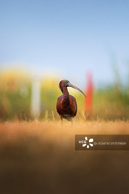 草地上的彩鹮，野生动物摄影，彩色鸟类图片素材