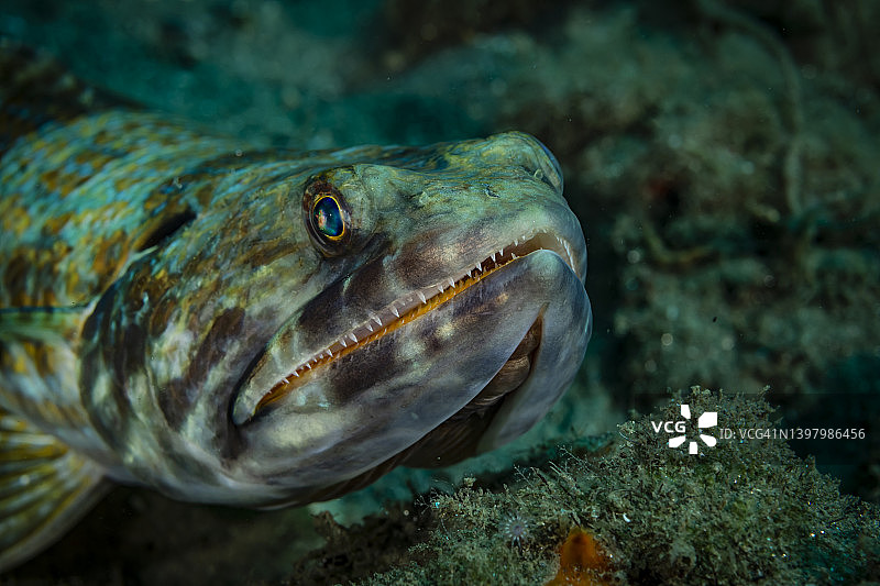 潜沙鱼图片素材