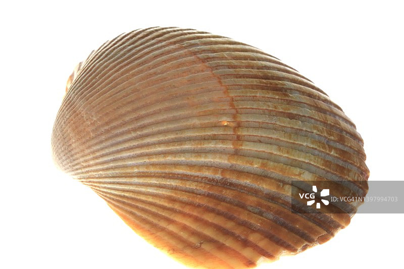 白色背景上的海贝（双壳贝类）图片素材