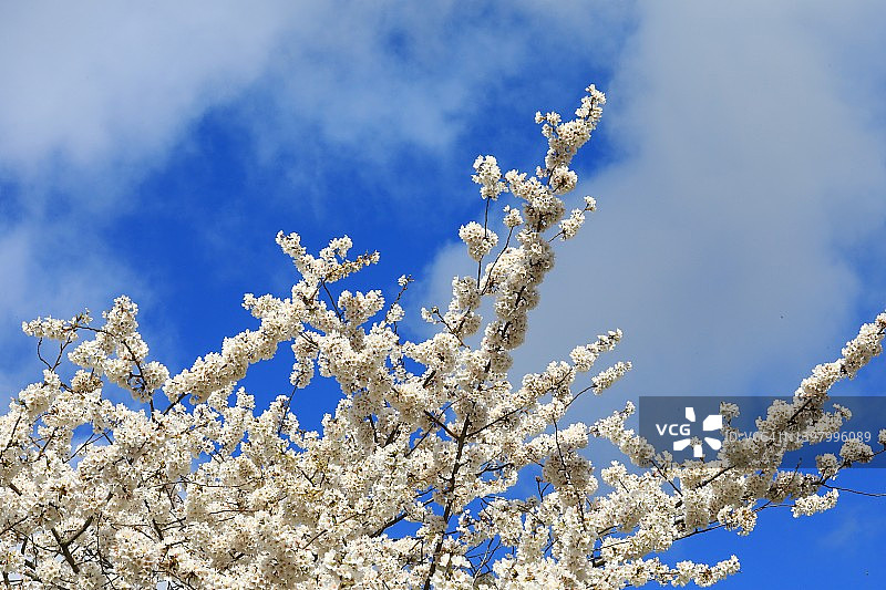 樱花树（Prunus serrulata）图片素材