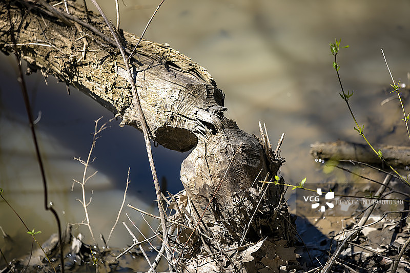 被啃咬的树木图片素材