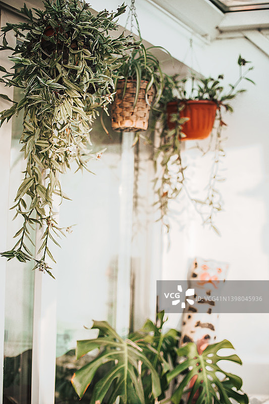 白色花盆中窗户附近的室内植物图片素材