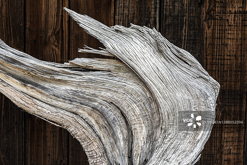 盆景树的细节图片素材