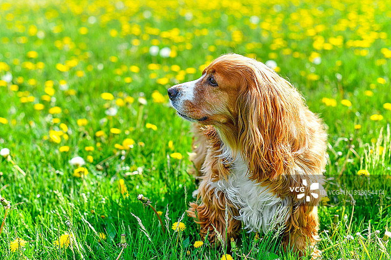 狗狗享受春天图片素材