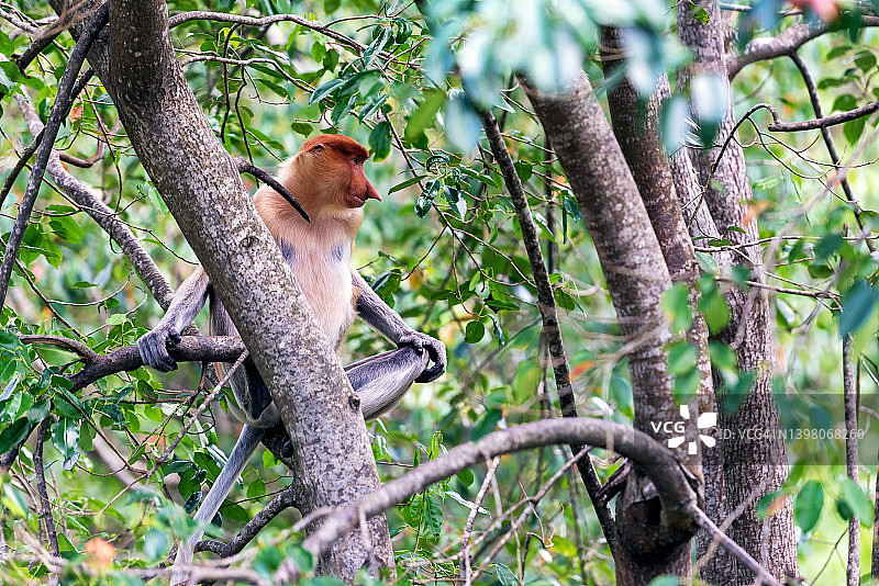 树枝上的长鼻猴图片素材