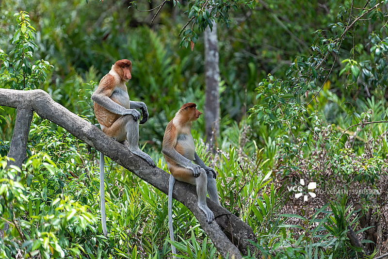 婆罗洲岛上的长鼻猴图片素材