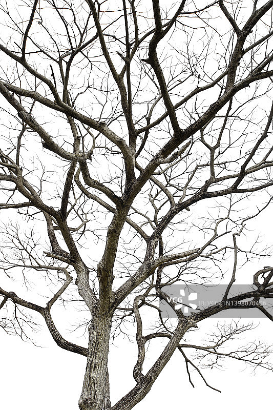 白色背景上孤立的枯树枝图片素材