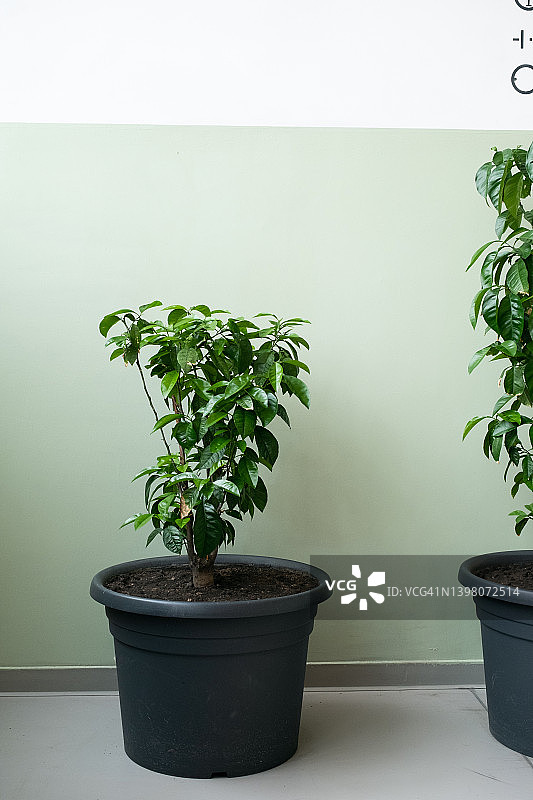 盆栽柑橘柠檬树，居家园艺图片素材