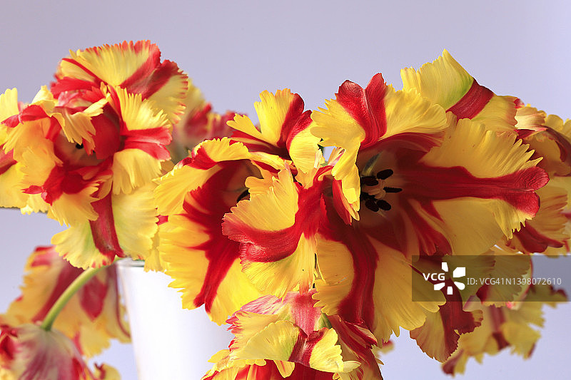 黄色和红色盛开的鹦鹉郁金香的影棚照片图片素材