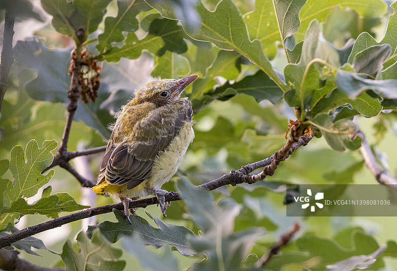 雌性金黄鹂喂养幼鸟图片素材