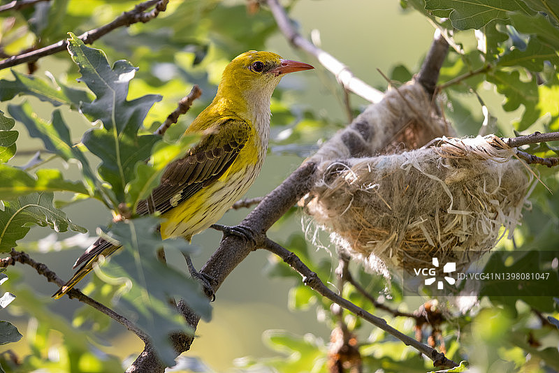 雌性金黄鹂喂养幼鸟图片素材