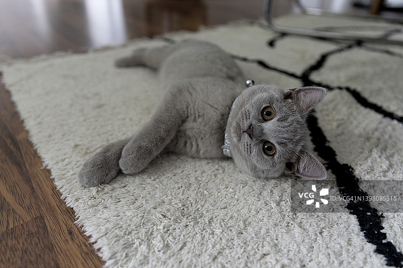 英国短毛猫躺在家里的地毯上图片素材