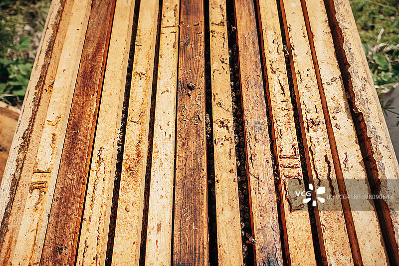 蜂巢中的蜜蜂图片素材