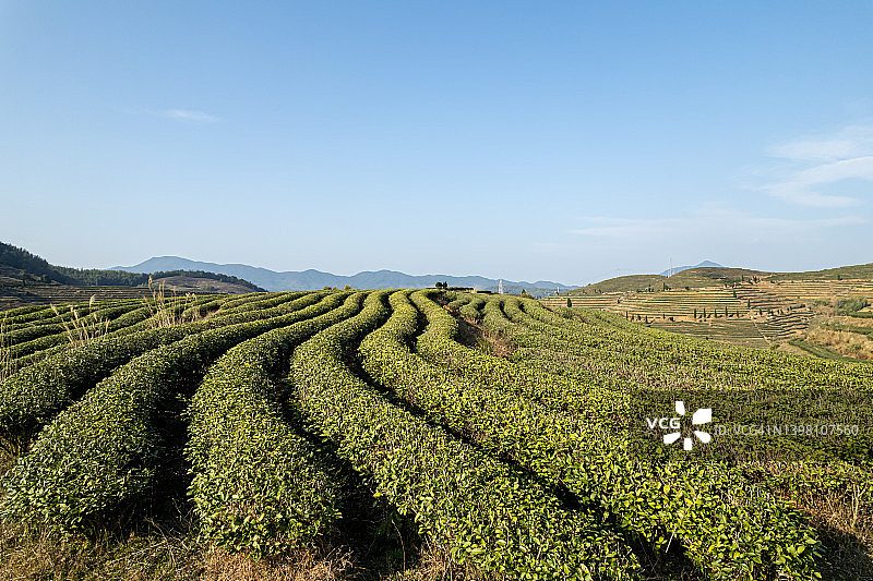 阳光下的茶园图片素材