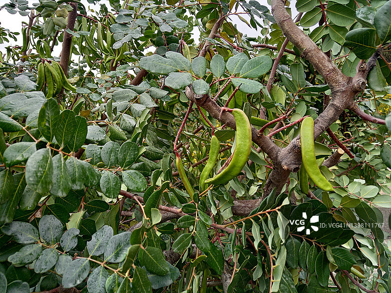 角豆树的果实图片素材