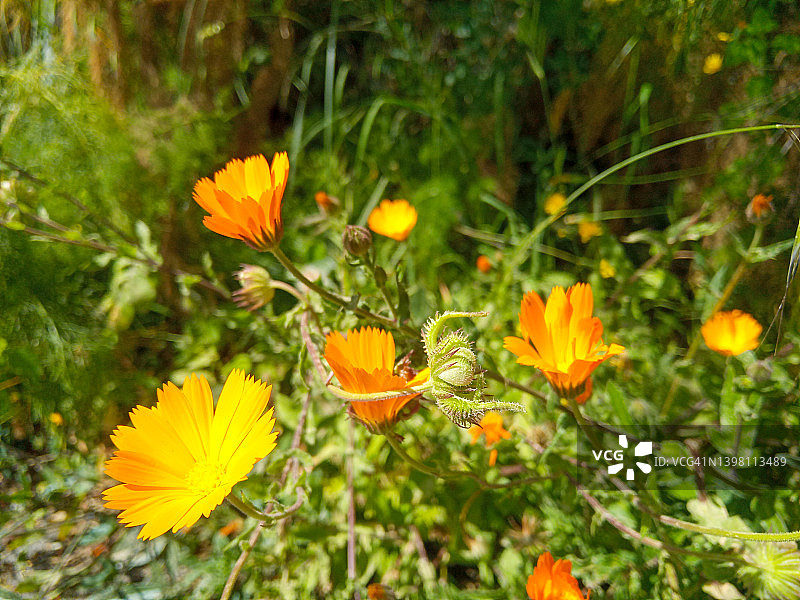 万寿菊属黄色橙色野花图片素材