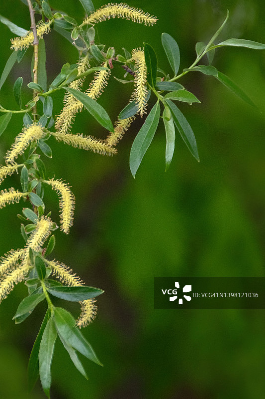 毛茸茸的柳条和绿色空间图片素材