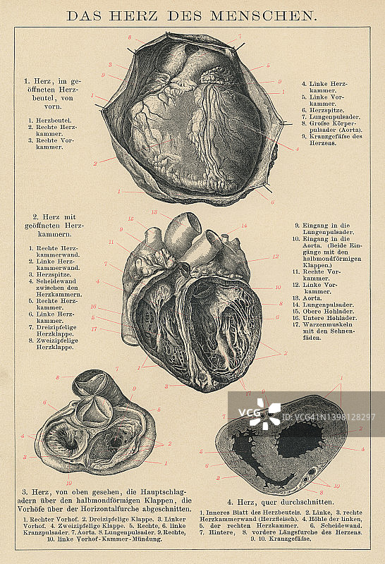老式雕刻插图：人体心脏解剖图片素材